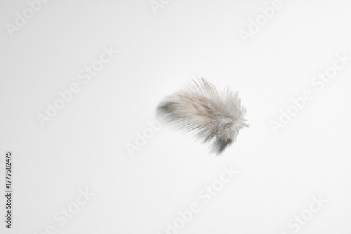 A delicate white feather on a white table in daylight. Light background.