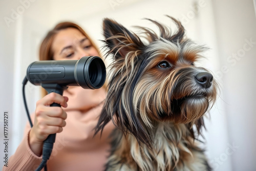 Woman drying a small Yorkshire Terrier dog’s fur with a modern hair dryer after bath, close-up portrait in soft natural light, concept of pet grooming, care, hygiene, and domestic comfort.