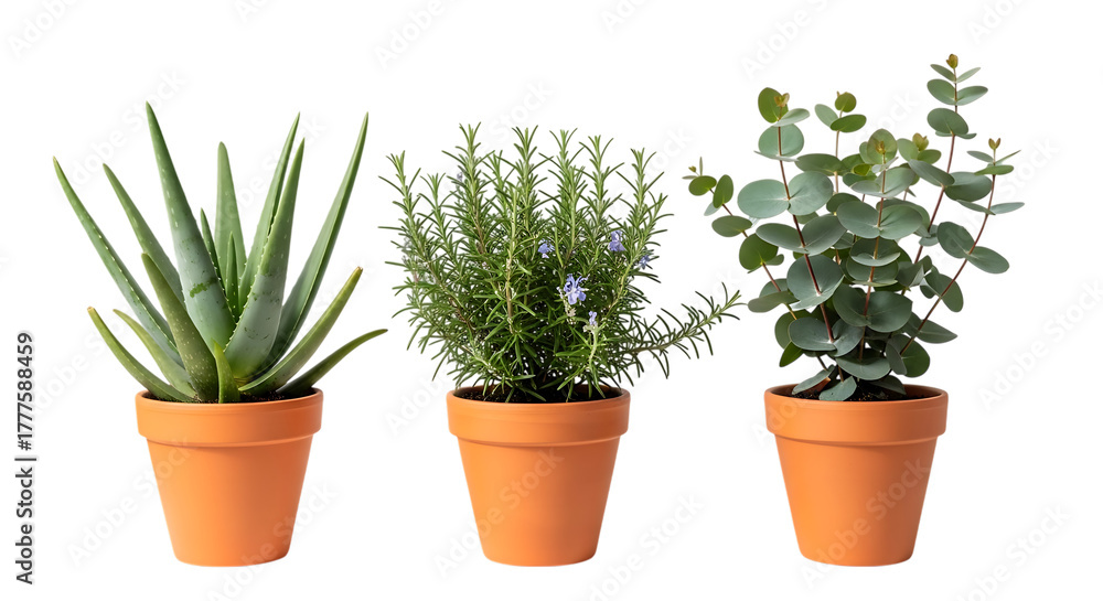 Obraz premium Potted plant trio: aloe vera, rosemary, and eucalyptus, each nestled in a rustic terracotta pot, symbolizing natural wellness, home gardening, and organic life.