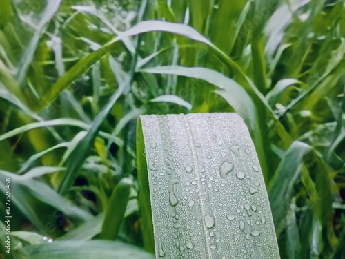 green grass with dew drops