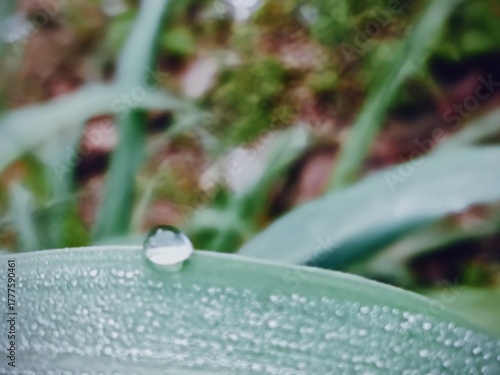 water drops on the grass