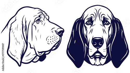 Bloodhound Dog Front And Side Head Views, Black And White Outline Dog Portrait Vector For Scent Hound Education And Kennel Posters