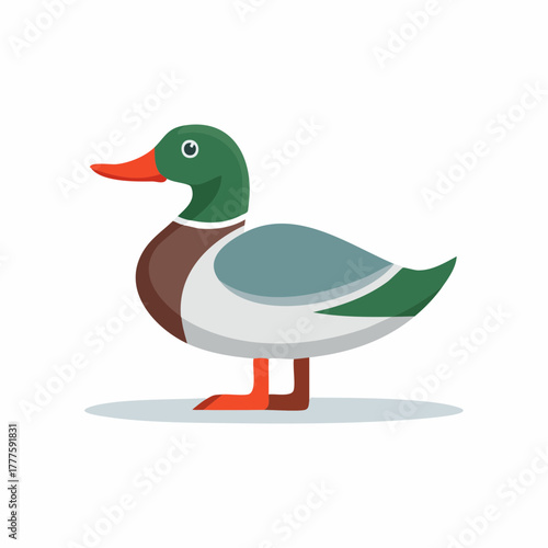 Colorful cartoon mallard duck vector illustration standing in profile view with green head and orange beak