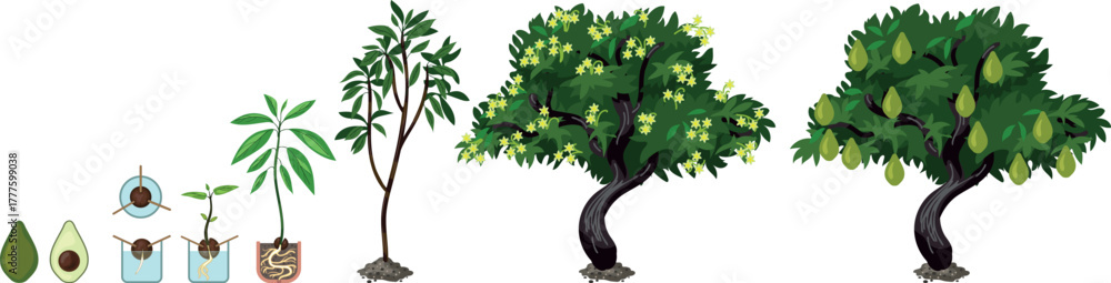 Fototapeta premium Life cycle of avocado (Persea americana) plant isolated on white background. Growth stages from seed to sprout and mature fruit-bearing tree