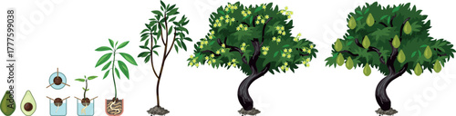 Life cycle of avocado (Persea americana) plant isolated on white background. Growth stages from seed to sprout and mature fruit-bearing tree	