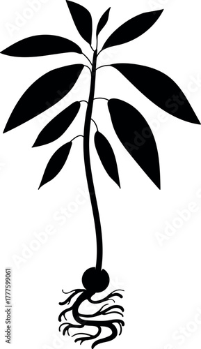Black silhouette of avocado plant (Persea americana) with root system isolated on white background	