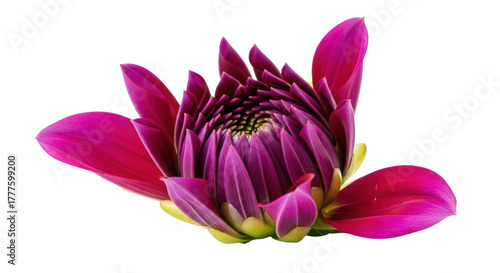 Striking deep pink dahlia bud emerging petals macro photography botanical beauty isolated on transparent background