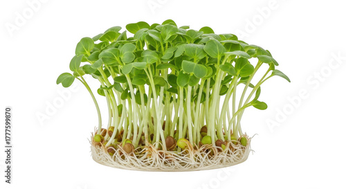 Vibrant green microgreens plant cluster showcasing fresh sprouts and intricate root system in studio light isolated on transparent background