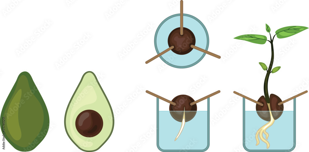 Naklejka premium Avocado seed germination isolated on white background. Growth stages from planting seed to sprout.