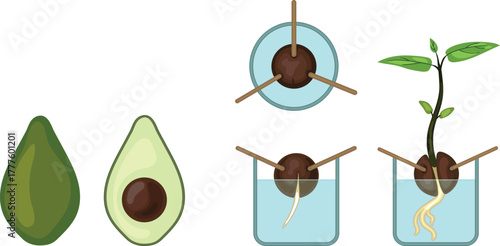 Avocado seed germination isolated on white background. Growth stages from planting seed to sprout.