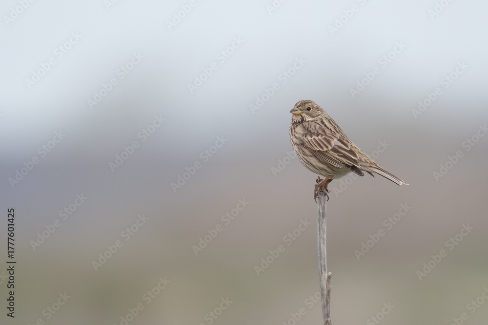 Fototapeta premium Corn bunting perched on a branch against a soft, blurred background