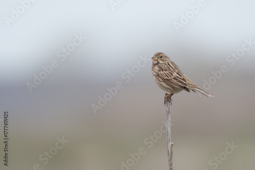 Corn bunting perched on a branch against a soft, blurred background