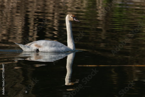 Graceful swan gliding across tranquil water with its reflection