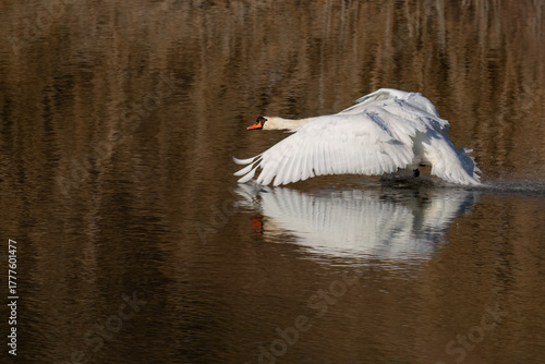 Swan taking flight over water with wings spread wide