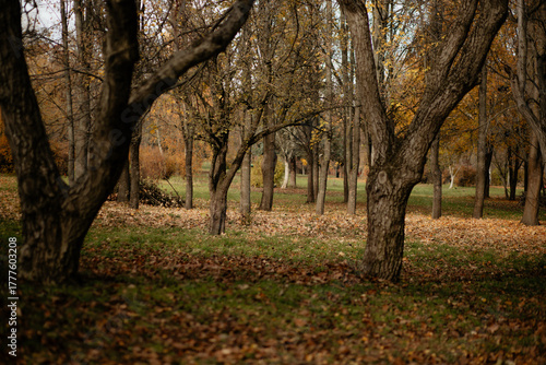 A peaceful view through large, dark tree trunks in a park or orchard, showing ground cover of fallen brown leaves transitioning to green grass, suggesting the quiet, late autumn season.