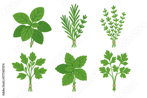 Six bunches of fresh aromatic culinary herbs including basil rosemary thyme and parsley tied with twine
