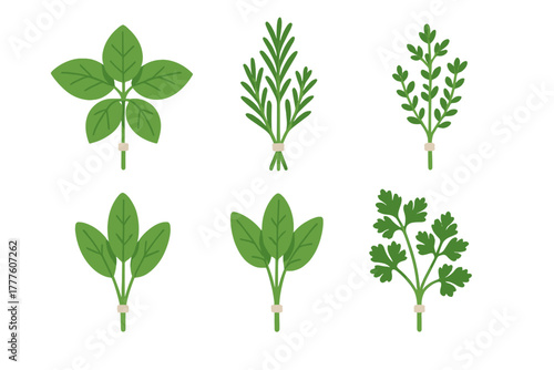 Set of six different fresh green aromatic herbs tied together in small bundles
