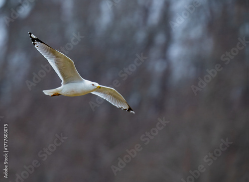 Fotografie Ring-billed gull speeding through the air with trees blurred in the background a