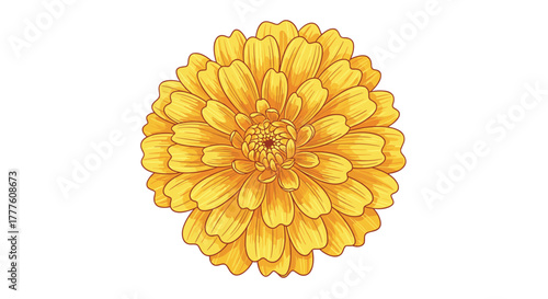 Vibrant yellow chrysanthemum flower with intricate layered petals against a white background