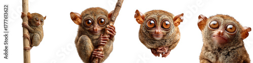 Cute tarsier climbing tree branch expressive faces on transparent background
