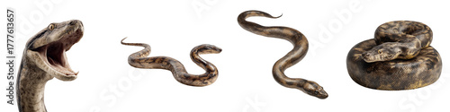 Realistic snake collection various poses exotic reptiles on transparent background