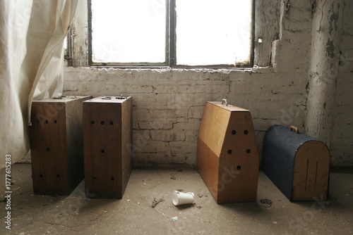 Cocks waiting inside wooden cages during clandestine cock fighting event