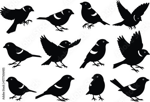 Bird silhouettes in flight and perched poses, wing detail visible, cad drawing flat vector illustration, wildlife concept, avian anatomy reference