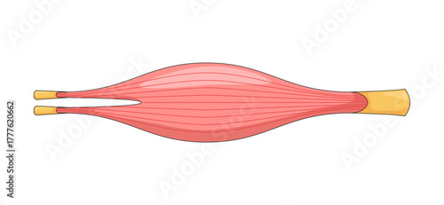 Human muscle in relaxed narrowed state 2D vector illustration. Internal striated tissue. Physiology. Smooth muscular structure flat object isolated on white background. Colorful cartoon image