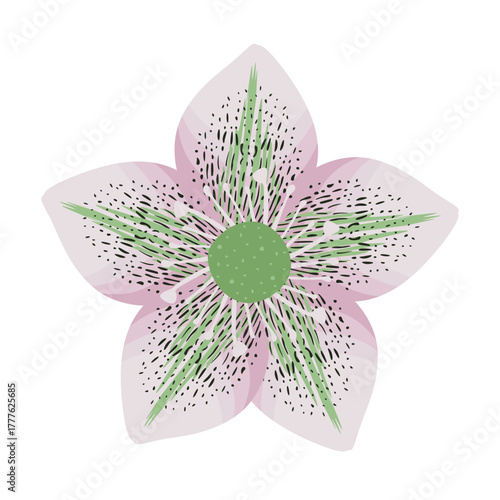 Eastern hellebore, beautiful floral plant isolated on white background. Lenten rose, blooming flower in cartoon style. Hand drawn medicinal plant. Botanical element, colored flat vector illustration