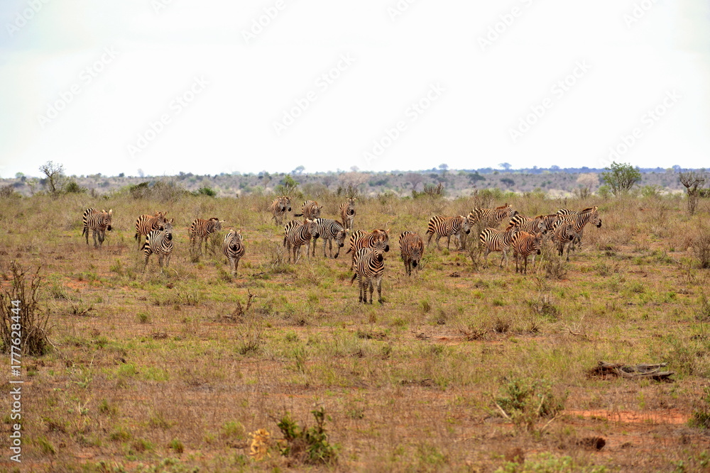 Naklejka premium Group of zebras standing in savanna
