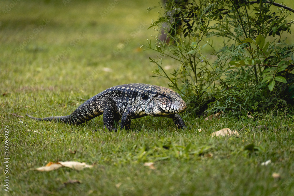 Fototapeta premium Argentine black and white tegu lizard (Salvator merianae) walking on grass in São Paulo, Brazil