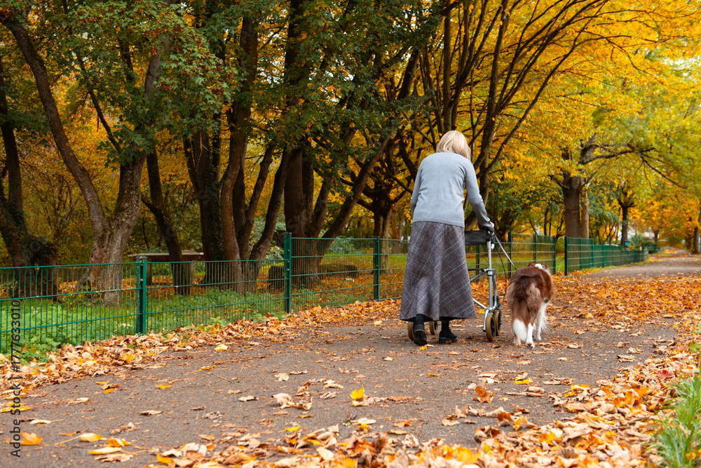Fototapeta premium Elderly woman with grey hair taking a walk though the park with help of walker and service dog