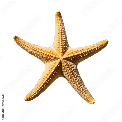 Detailed Close Up of a Starfish with Five Arms in Natural Light Against a White Background
