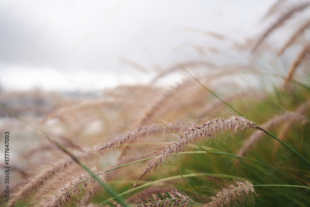 Fototapeta premium close up of grass with droplet water in the morning