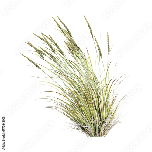 collection of beachgrass with realistic style