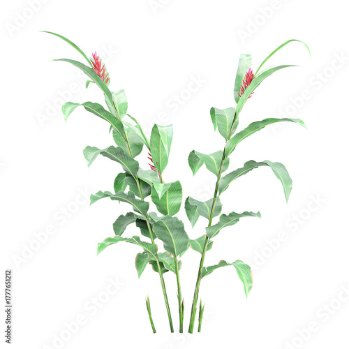Tableau sur toile 3d illustration of Alpinia purpurata flower plant isolated on transparent backgr