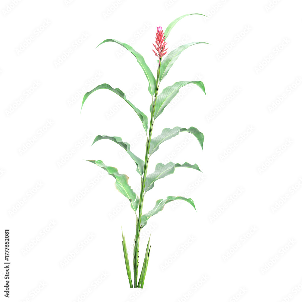 Fototapeta premium collection of Alpinia purpurata flower plant with realistic style