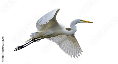  Great Egret. isolated on white background