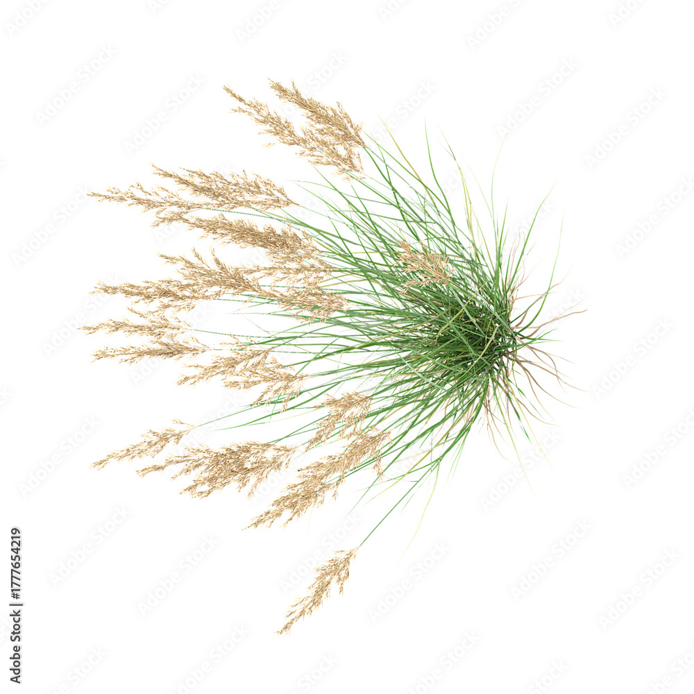 Obraz premium collection of Canadian reedgrass on transparent canvas from the top view