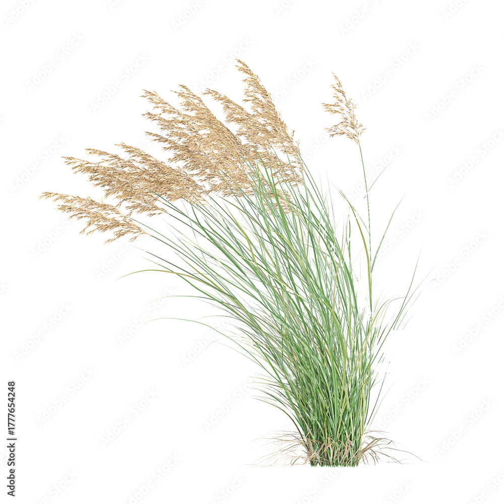 Fototapeta premium collection of Canadian reedgrass on transparent canvas
