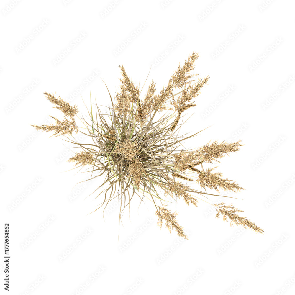 Obraz premium Green Canadian reedgrass isolated on Canvas from top view