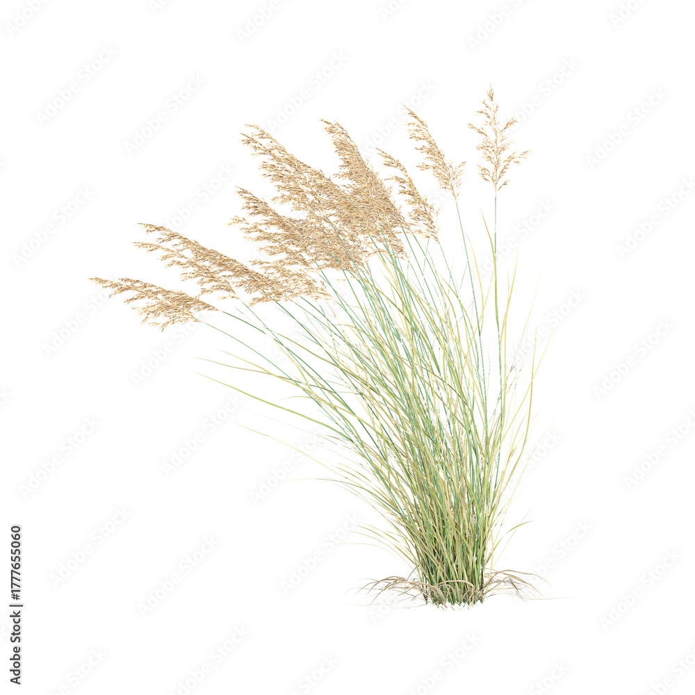 Fototapeta premium Isolated Canadian reedgrass isolated on transparent Canvas