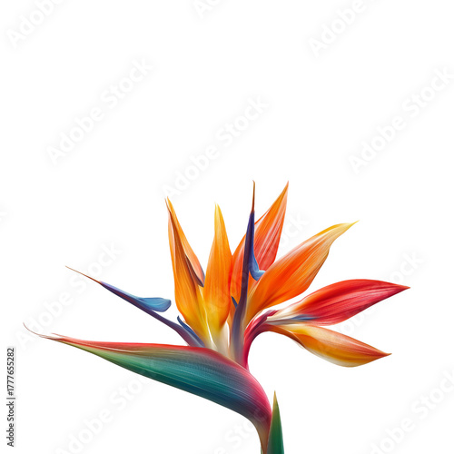 Bird of Paradise Flower Vibrant Colors isolated on a transparent background