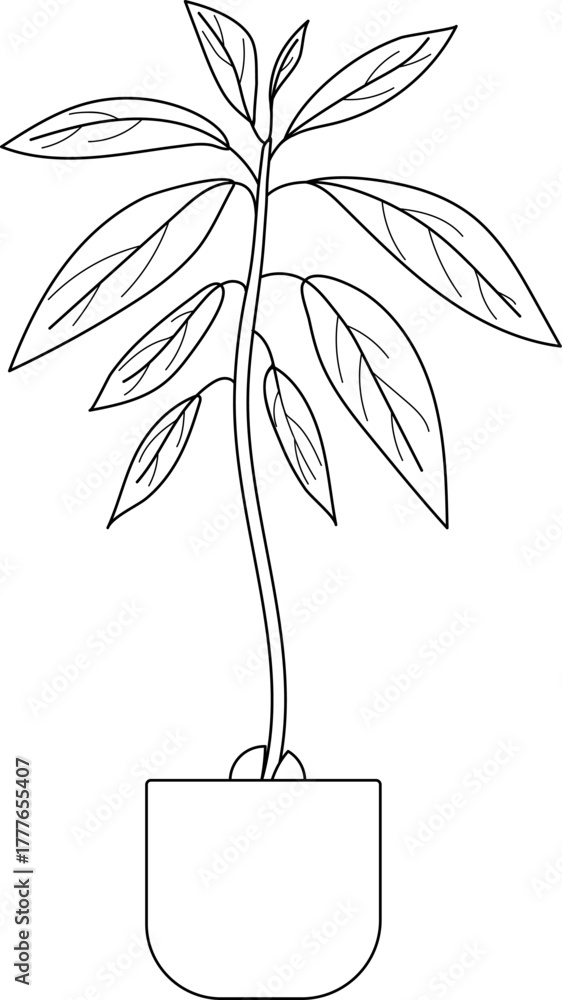 Naklejka premium Coloring page with avocado plant (Persea americana) in a pot isolated on white background