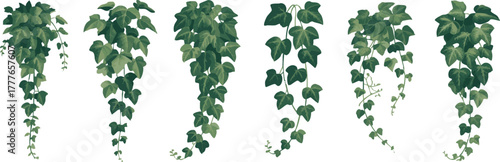 Six vertical arrangements of lush green ivy vines on white background, natural climbing plant composition for botanical and decorative vector illustration