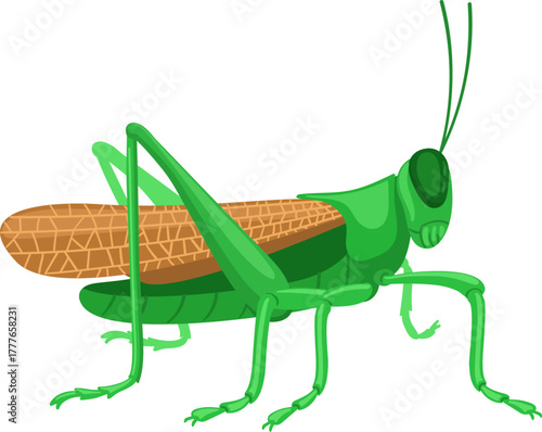 Green grasshopper insect standing on white background