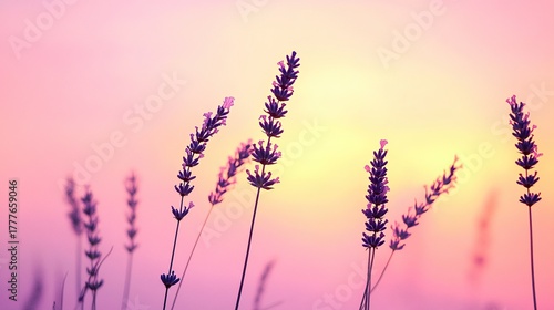 Tall silhouetted lavender stalks swaying in the wind