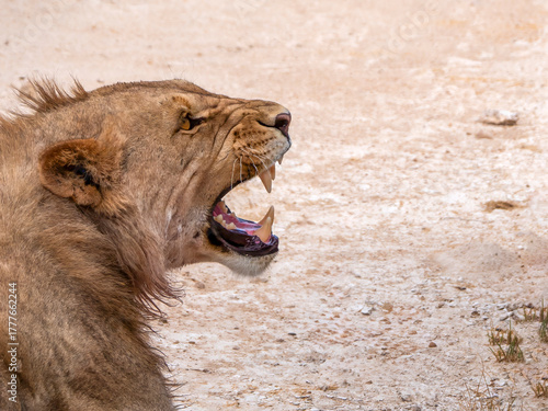 Roaring lioness (Phanthera leo) with her mouth wide open, photographed in Etosha National Park.