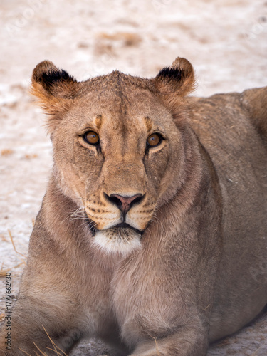 Pretty lioness face (Phanthera leo), photographed in Etosha National Park.