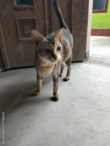 Photography cat on the street
